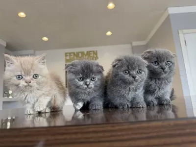 Scottish Fold Yavrular Ankara Da