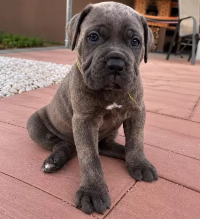 Ev Ortamında Yetiştirilmiş Cane Corso Yavrularımız