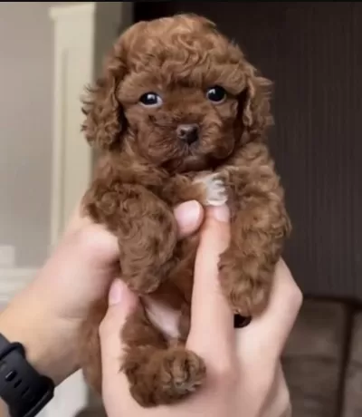Toy Poodle Kore Köpekler