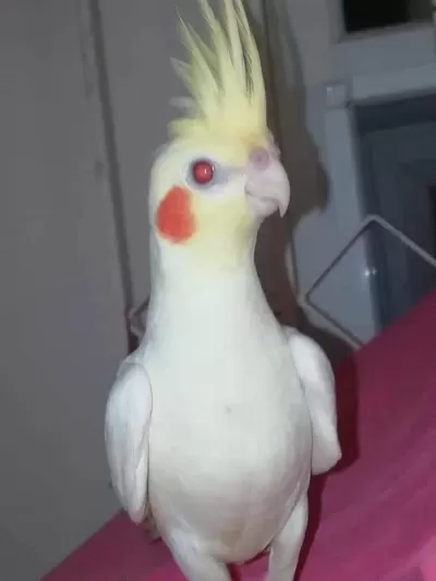 Konuşan Sultan Papağanı Full Evcil