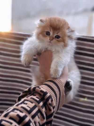 Golden British Longhair Yavrular