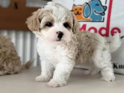 Ruhsatlı Çiftlilde Ziyarete Açık Kore Tea Cup Maltipoo