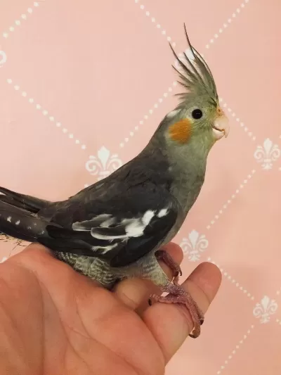 Yeni Yeme Düşmüş %100 Ev Üretimi Erkek Sultan Papağani