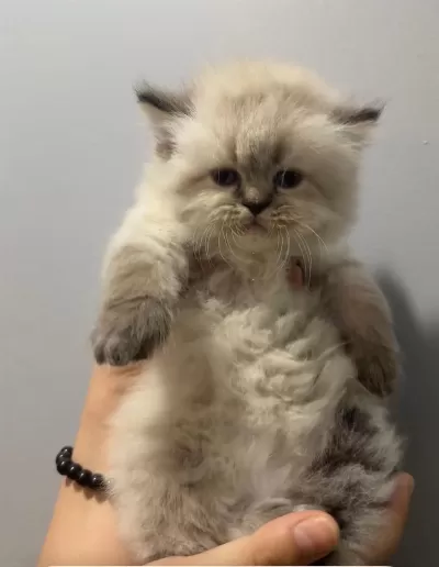 İran Chinchilla Yavru Kedimiz