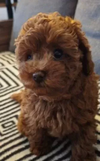 Red Brown Kore Toy Poodle Aileden