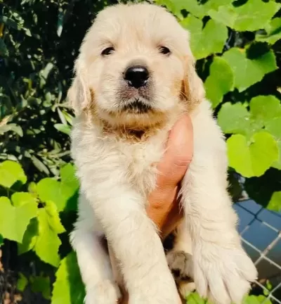 A Kalite Golden Yavruları