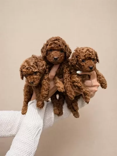 Üst Kalite Red Toy Poodle Köpekler