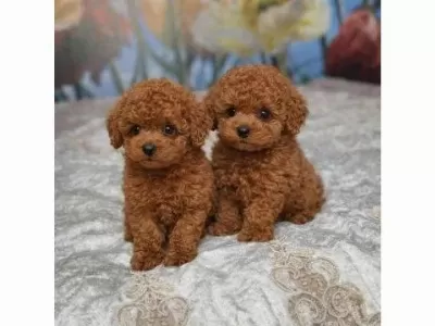 İrk Garantili Poodle Yavrular
