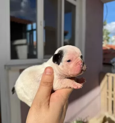 French Bulldog Yavrular