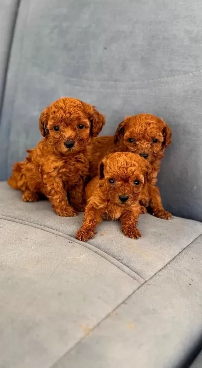 A Kalite Toy Poodle Yavrulari