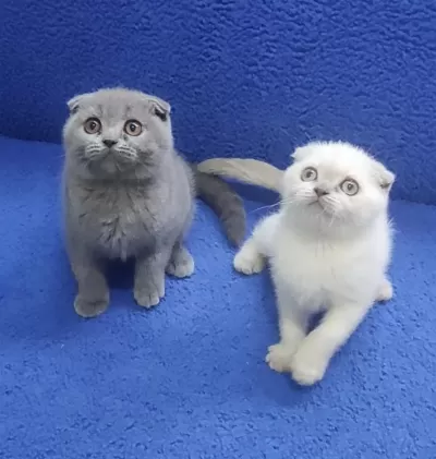 İstanbul İçi 7/24 Adrese Teslim Scottish Fold Ponçikler