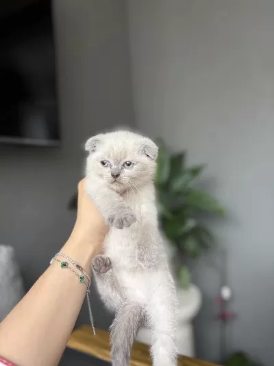 Scottish Fold Blue Point Yavrularim