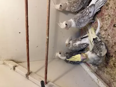 Ele Kola Aliştirmalik Sultan Papağani Yavrulari