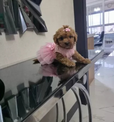 Çok Büyümeyen Minyatür Minnaklarım