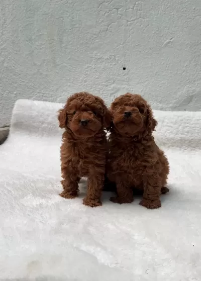 Anatomi Harikasi Oyuncak Boy Poodle Bebekler