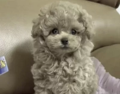 Sağlıklı Toy Poodle Kore