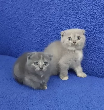 İstanbul İçi 7/24 Adrese Teslim Scottish Fold Ponçikler
