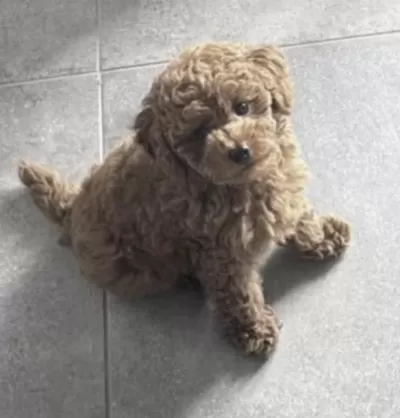 Toy Poodle Köpeğimiz