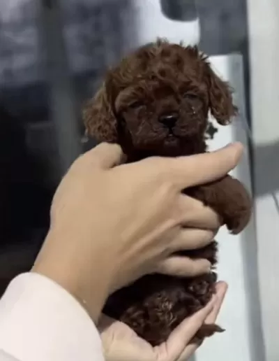 Sağlıklı Toy Poodle Sağlikli