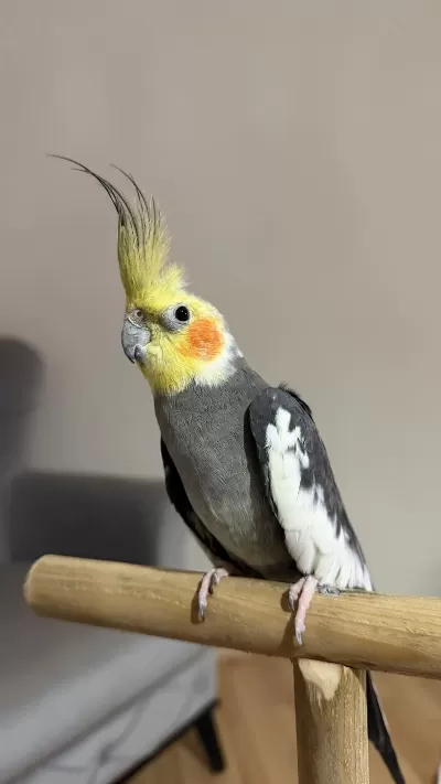 Erkek 8 Aylık Sultan Papağanı