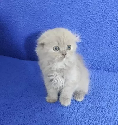 İstanbul İçi 7/24 Adrese Teslim Scottish Fold Longhair