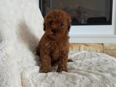Toypoodle Aşili Mikroçipli Yavrularimiz