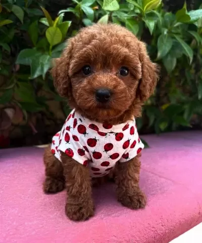 Veteriner Kontrollü Toypoodle Yavrularimiz