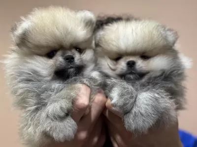 Petmode Köpek Çiftliğinden Teddy Pomeranian Boo