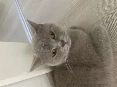 Çok Acil Sahiplendirme Kedimiz