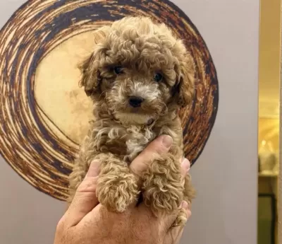 Toy Poodle Yavru Köpeklerimiz