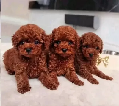 Sağlıklı Poodle Yavrularımız