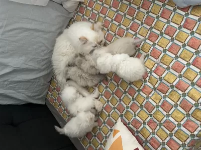 2 Aylık Yavru Kediler