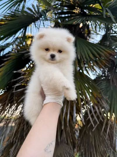 Pomeranian Boo Teddy Face