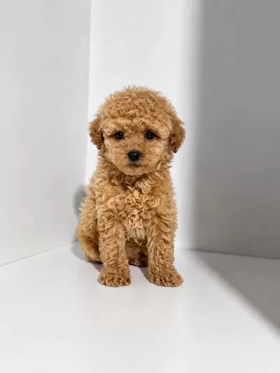 Üst Kalite Maltipoo Bebekler