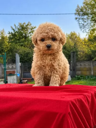 Üst Kalite Maltipoo Yavrularımız