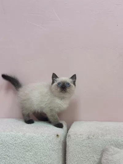 Koca Kafa Kediler Aa Kalite Safkandir