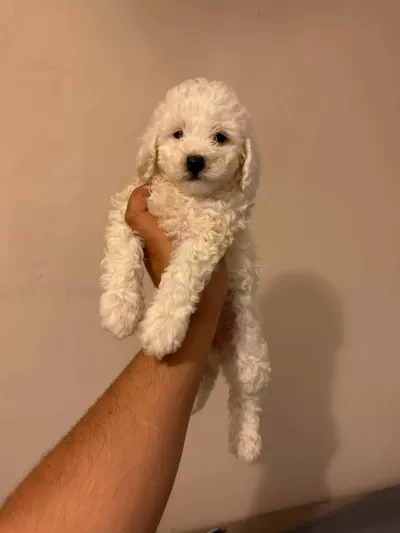 Tüy Dökmez Koku Yapmaz Maltipoo Yavrularımız