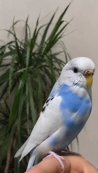 Harika Dişi Muhabbet Kuşu