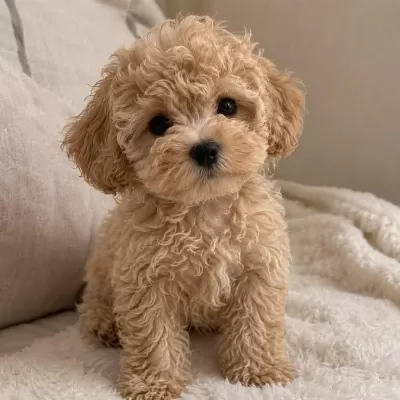 İrk Ve Sağlik Garantili Maltipoo