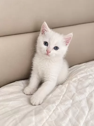British Shorthair Oyuncu 2 Aylık Erkek Kedimiz