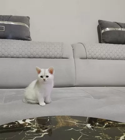 British Shorthair Erkek Bebiş