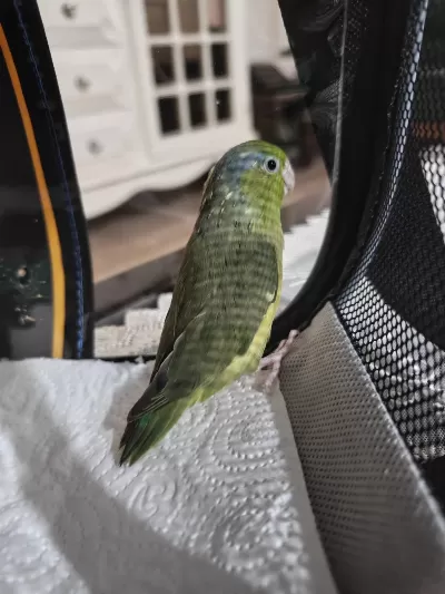 Forpus Papağanı Erkek