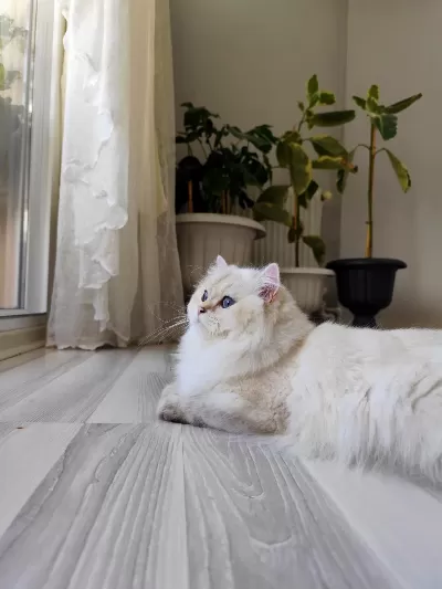 Prenses Kedimiz Yeni Yuvasını Arıyor