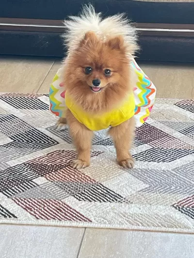 2 Yaşında Dişi Pomeranian