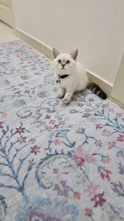 Dişi British Blue Point