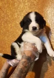 Elit Patiler Farkıyla Border Collie Yavrular Taksitli