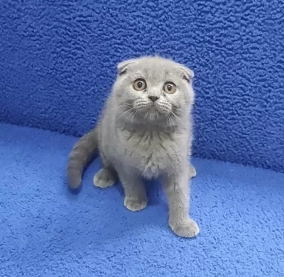 İstanbul İçi 7/24 Adrese Teslim Scottish Fold Ponçik