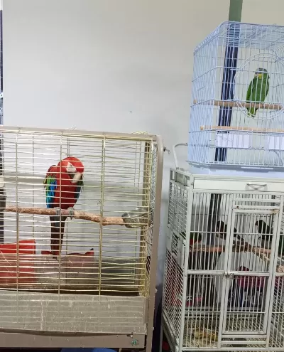 Red Green Macaw Papağanı
