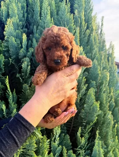 Ruhsatli Köpek Çiftliğinden Toypoodle Yavrularimiz