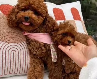 Evin Maskotu Olacak Poodle Yavrular